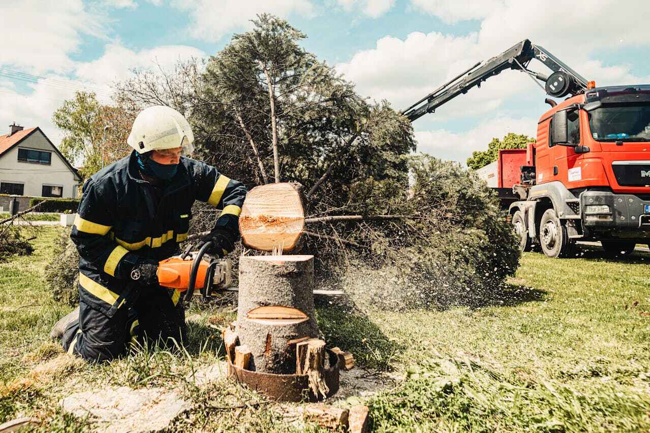 Residential Tree Removal